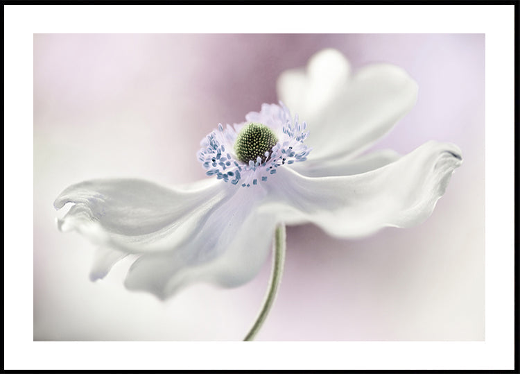 Póster Anemone brisa