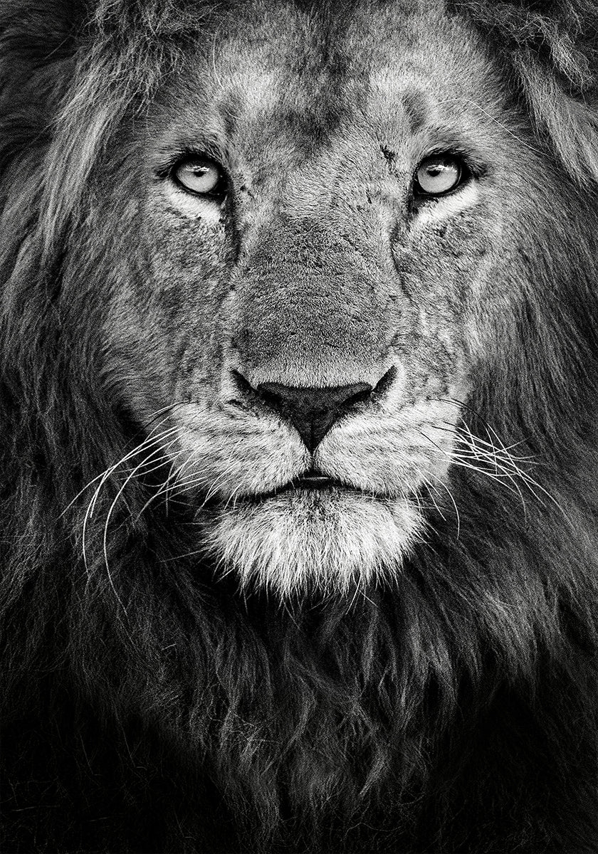 Póster Royal Portrait