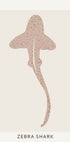 Zebra Shark Plakat - Posterbox.dk