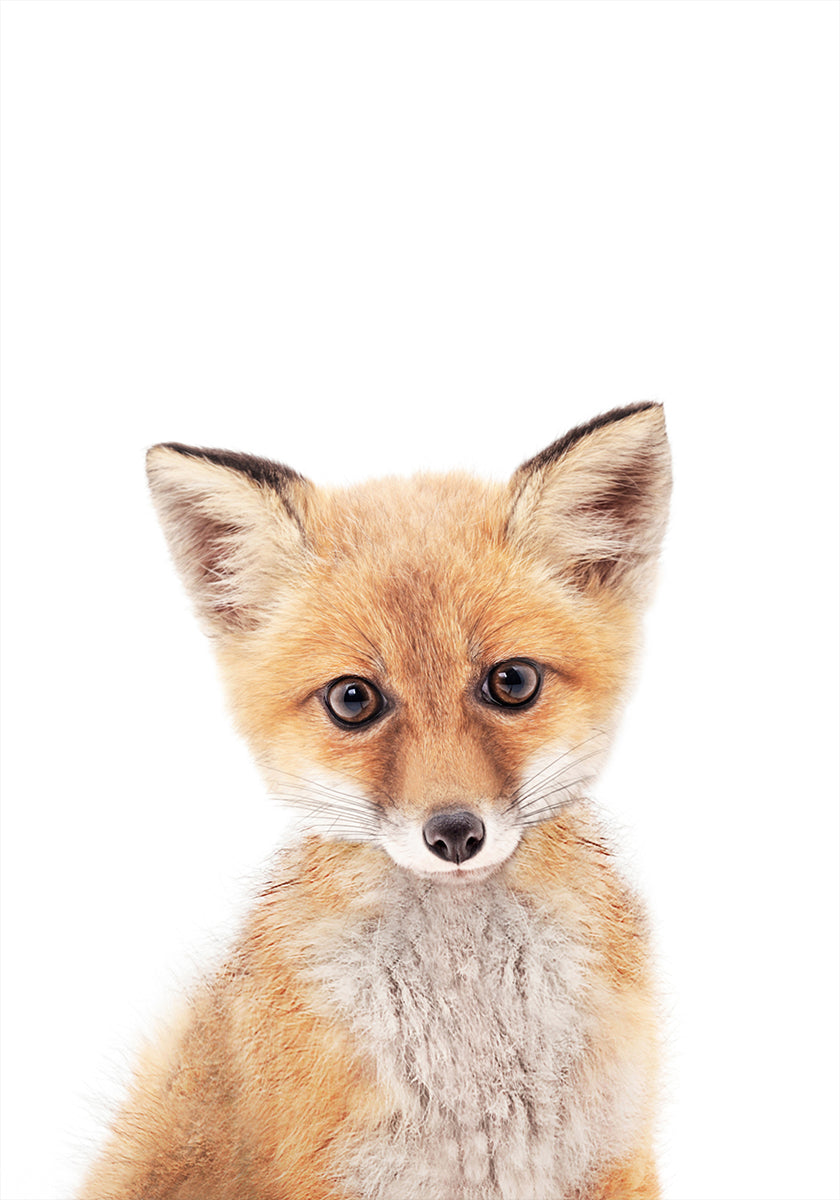 Pôster Baby Fox