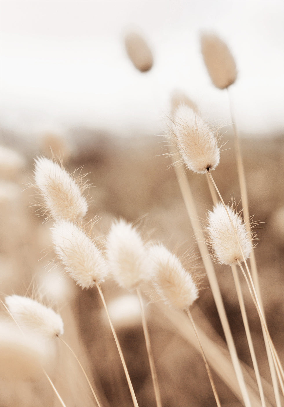 Lagurus Plakat - Posterbox.dk