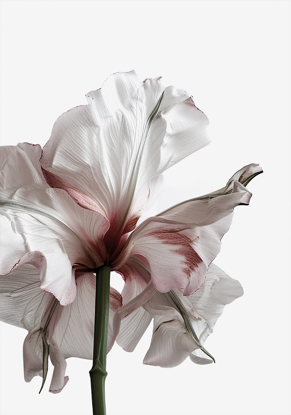 Wilting Beauty: A Drying Flower Plakat - Posterbox.dk