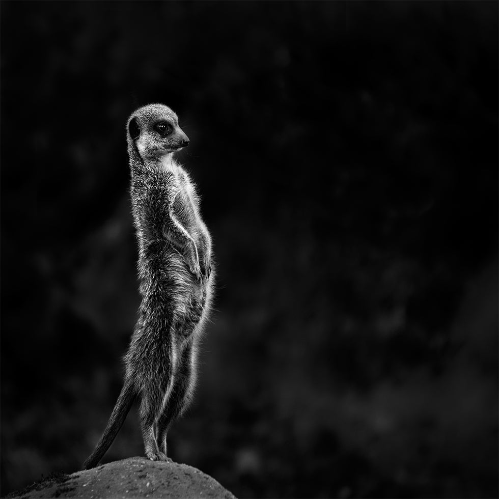 Póster Meerkat