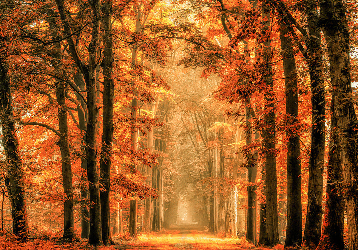 Saia do pôster do portal