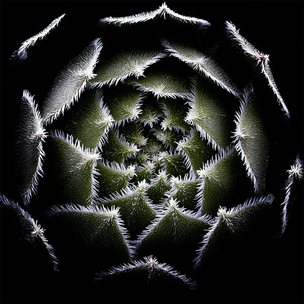 Póster Roseta de Sempervivum