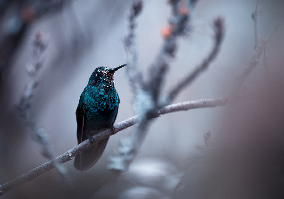 Azul Elétrico