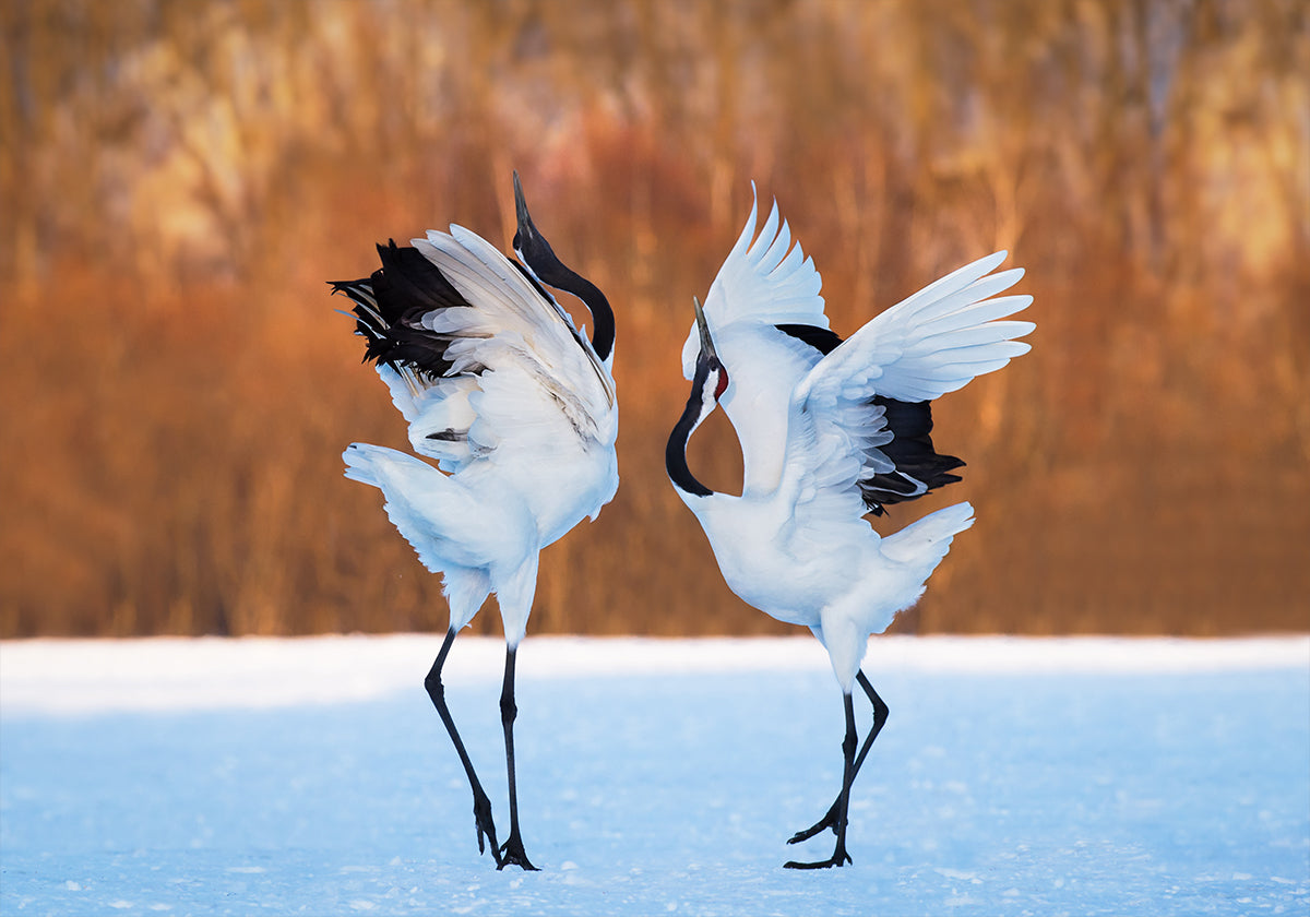 Póster A dança do amor