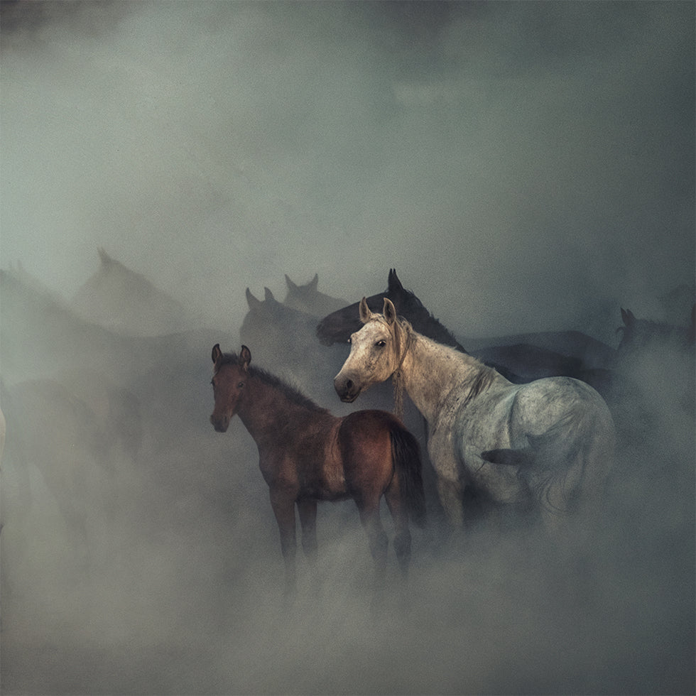 Póster Os cavalos perdidos