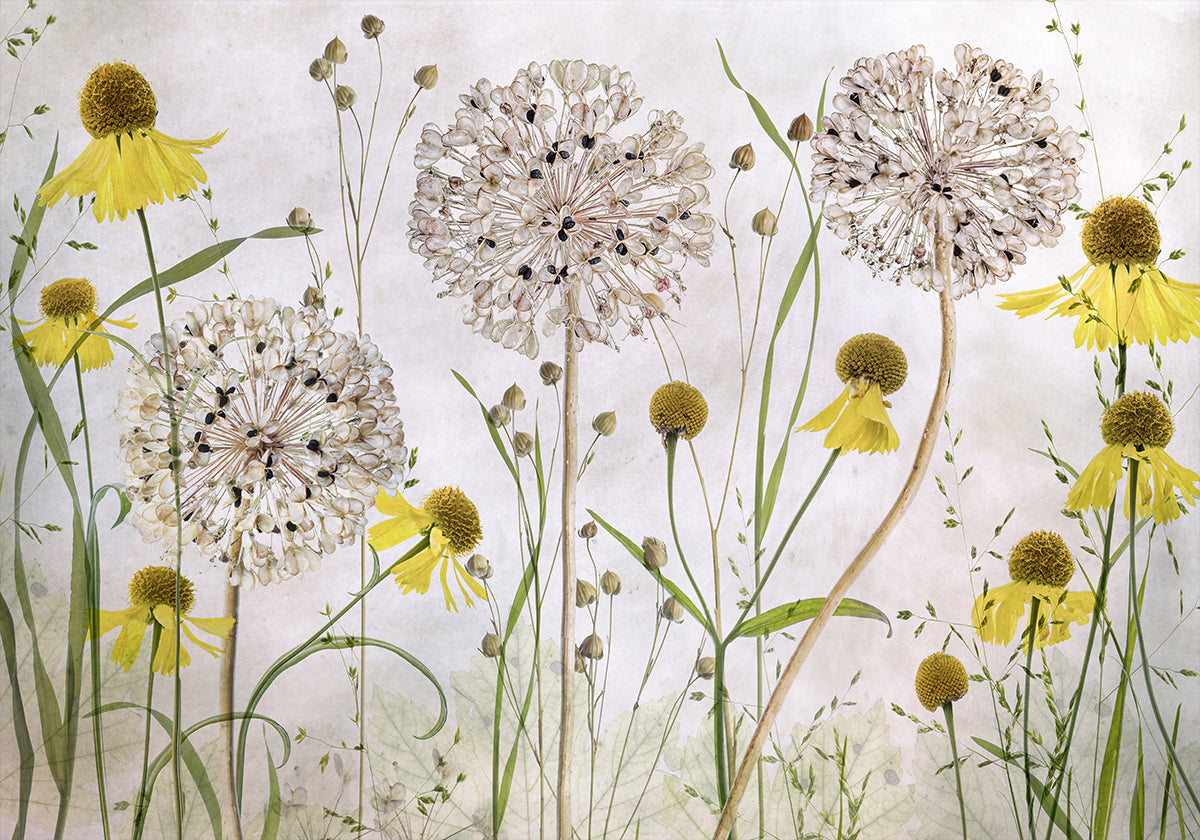 Póster Alliums e Heleniums