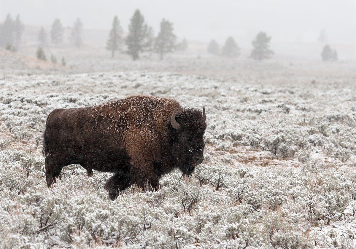 Final do outono em Yellowstone