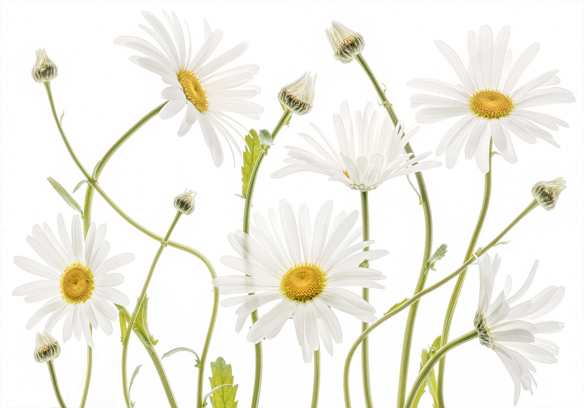 Póster Ox eye Daisies