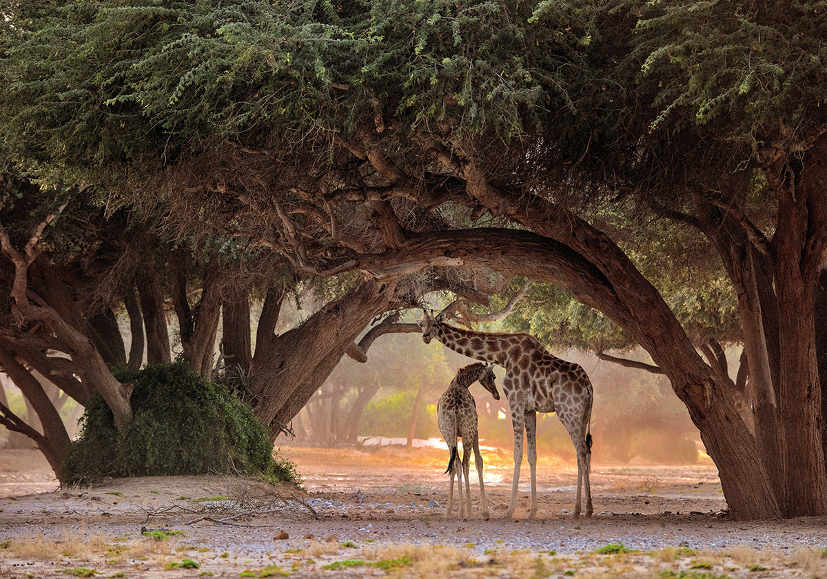Girafa - Namíbia