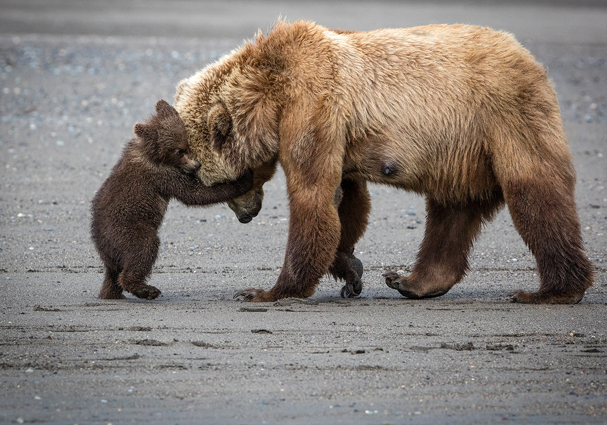 Pôster Um Pequeno Abraço de Urso