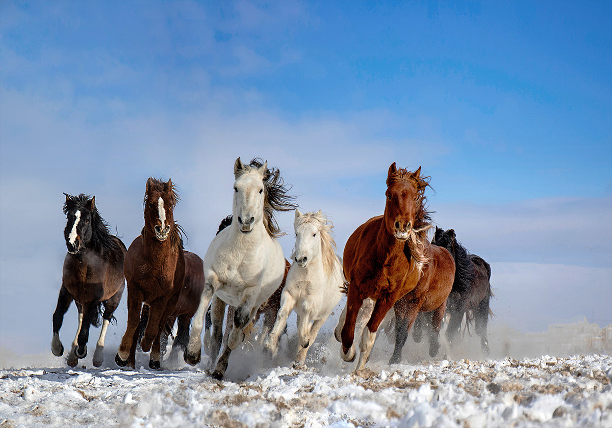 Cavalos Mongóis