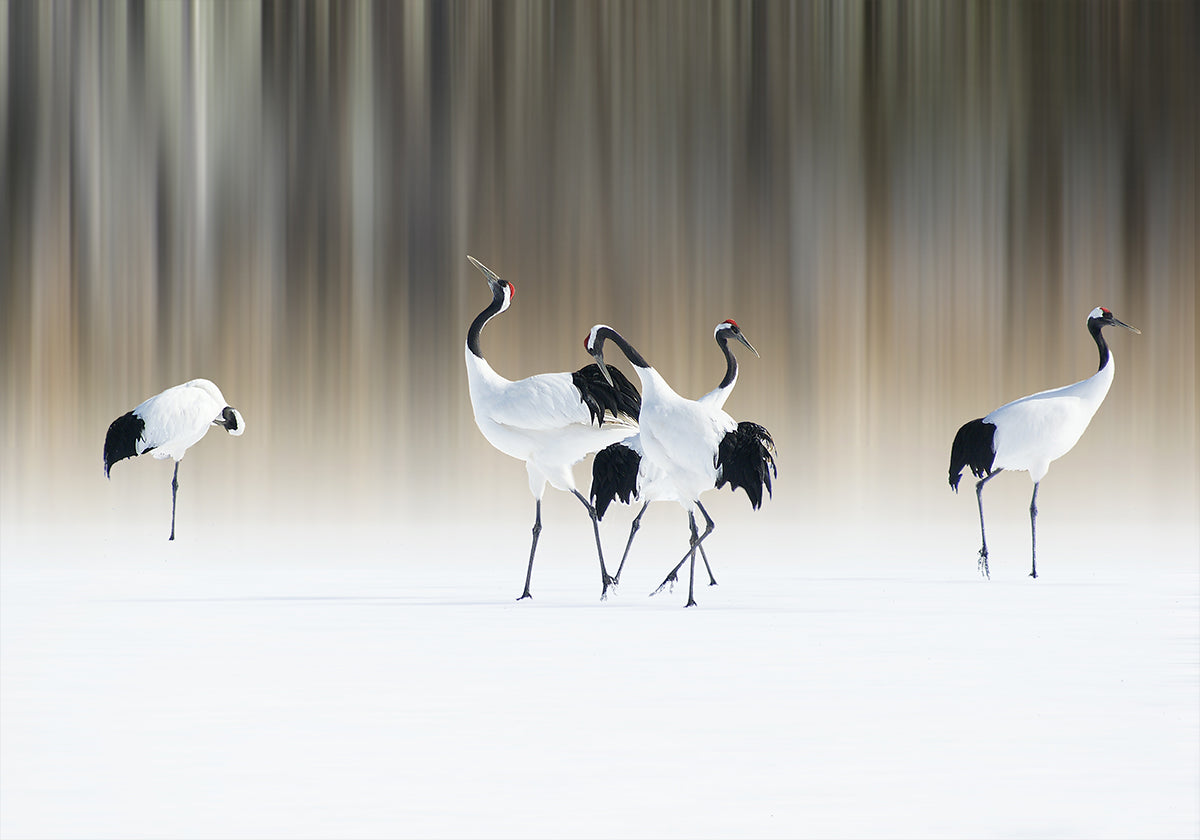 Póster Red-crested white Cranes