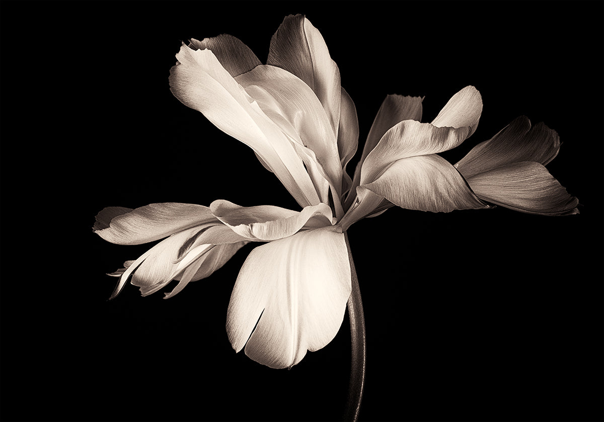 Póster Imperador Exótico da Tulipa