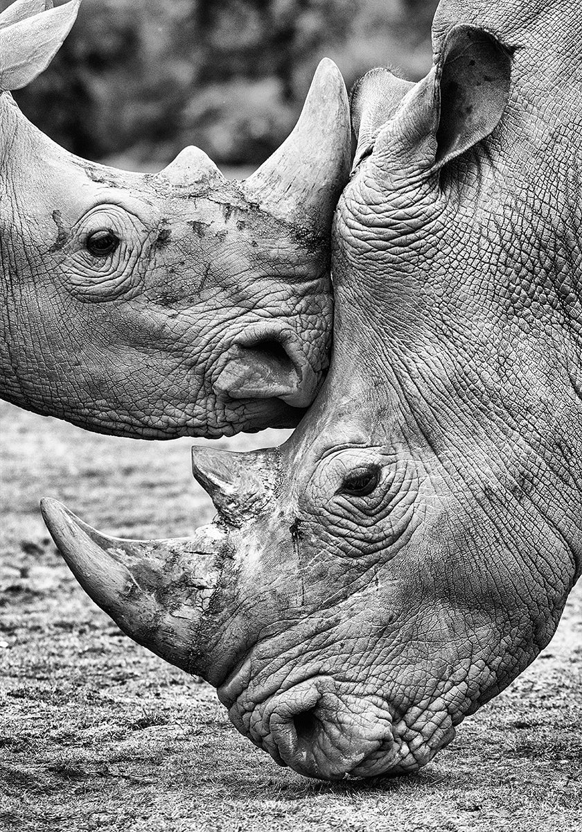 Frente a frente