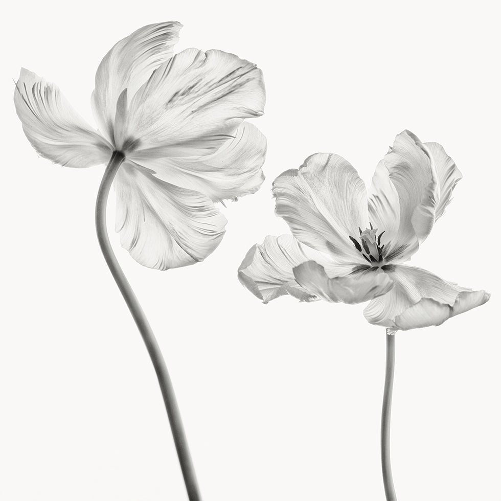 Póster Tulipa