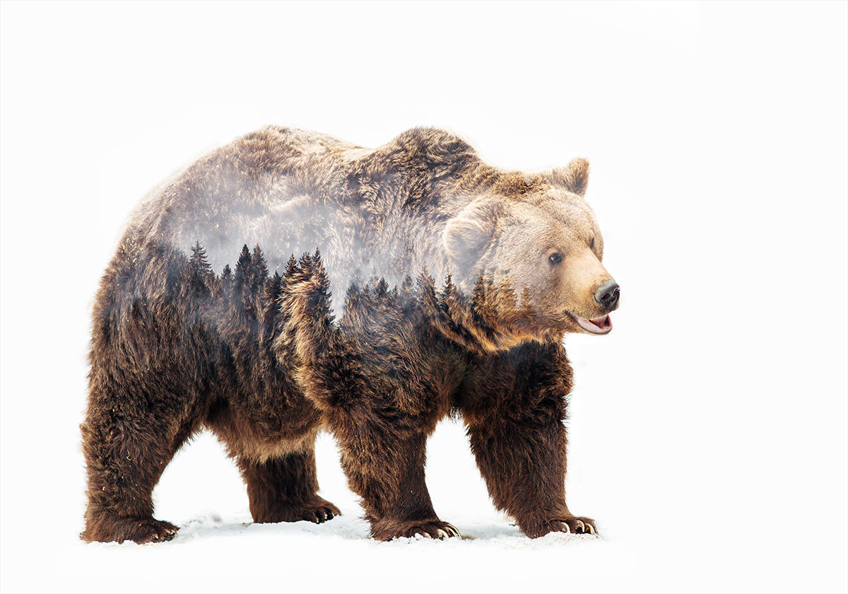 Póster Urso