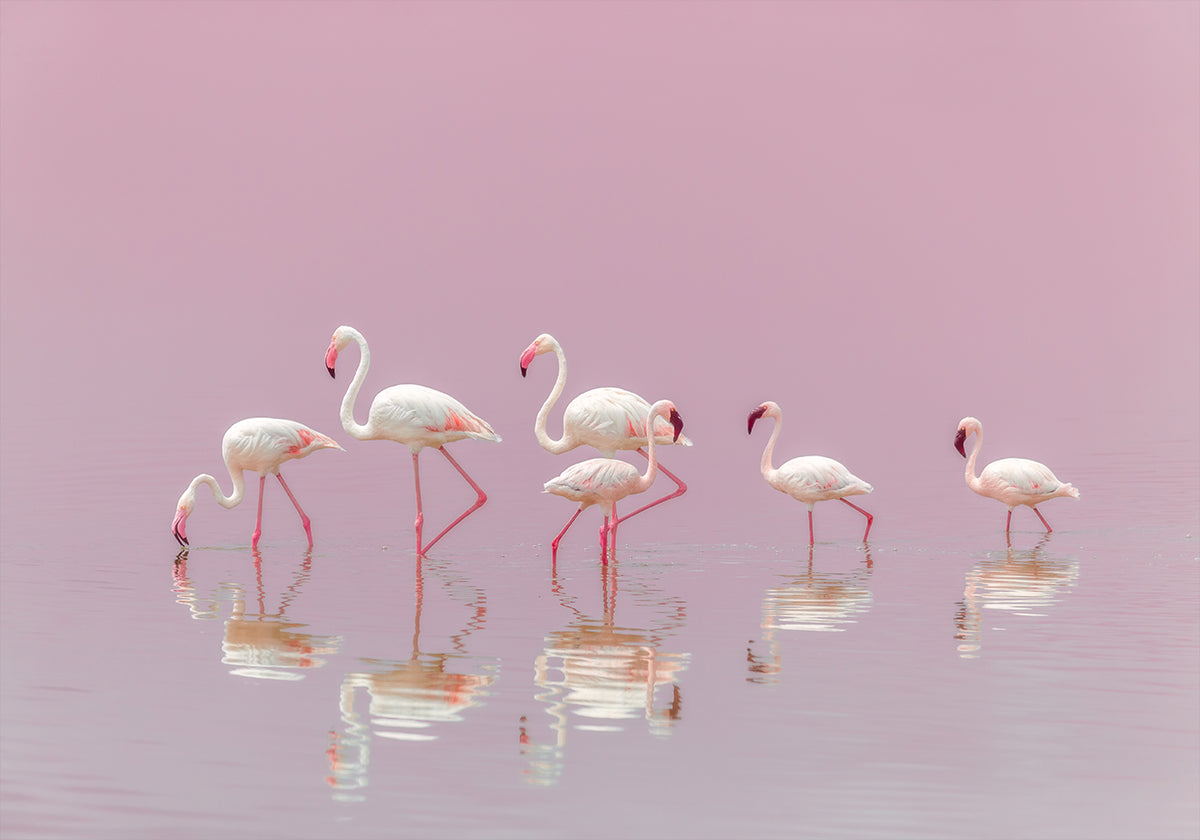 Pôster Flamingo