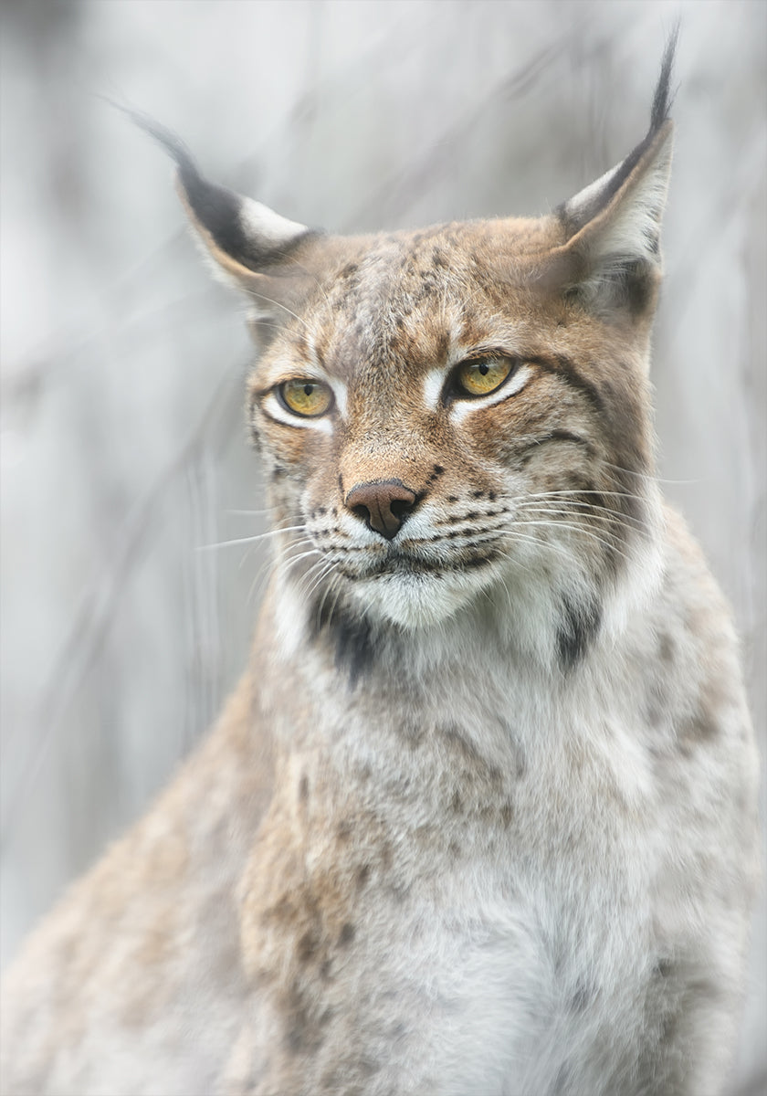Póster Retrato do lince no nevoeiro