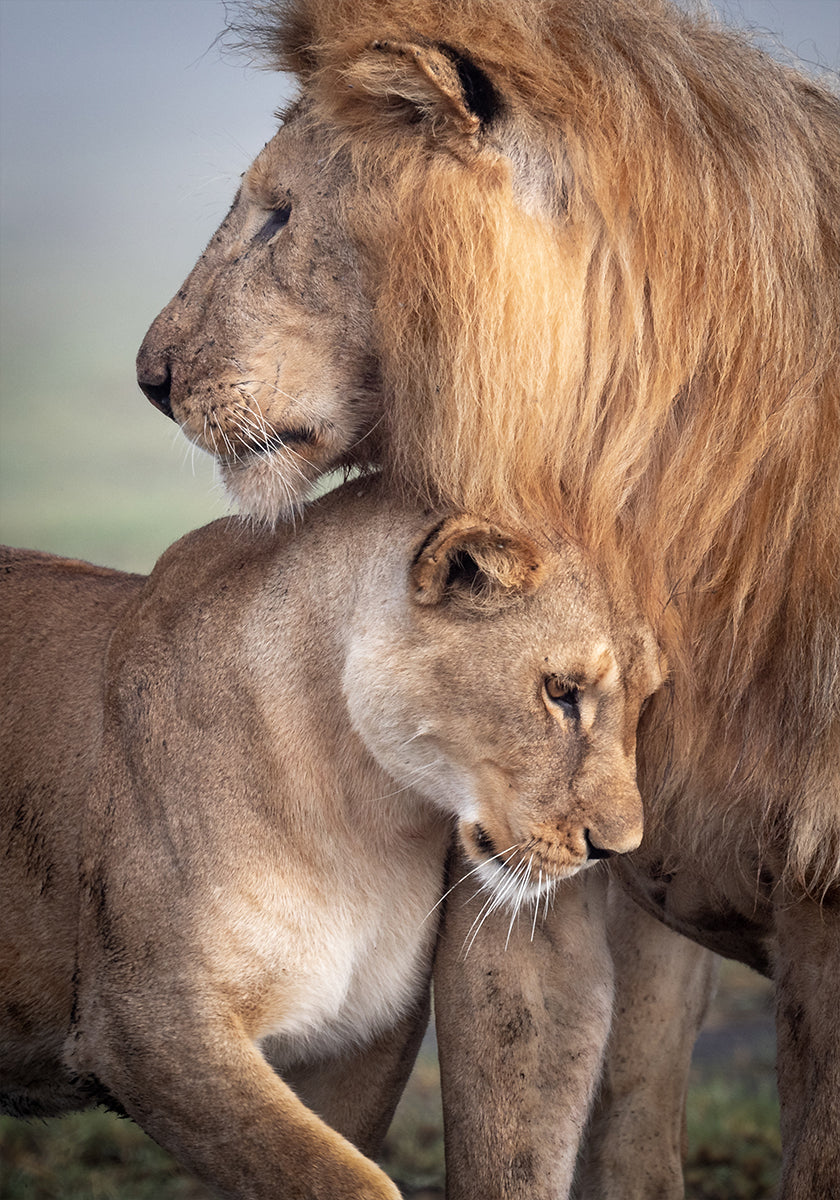 Pôster Amor Selvagem