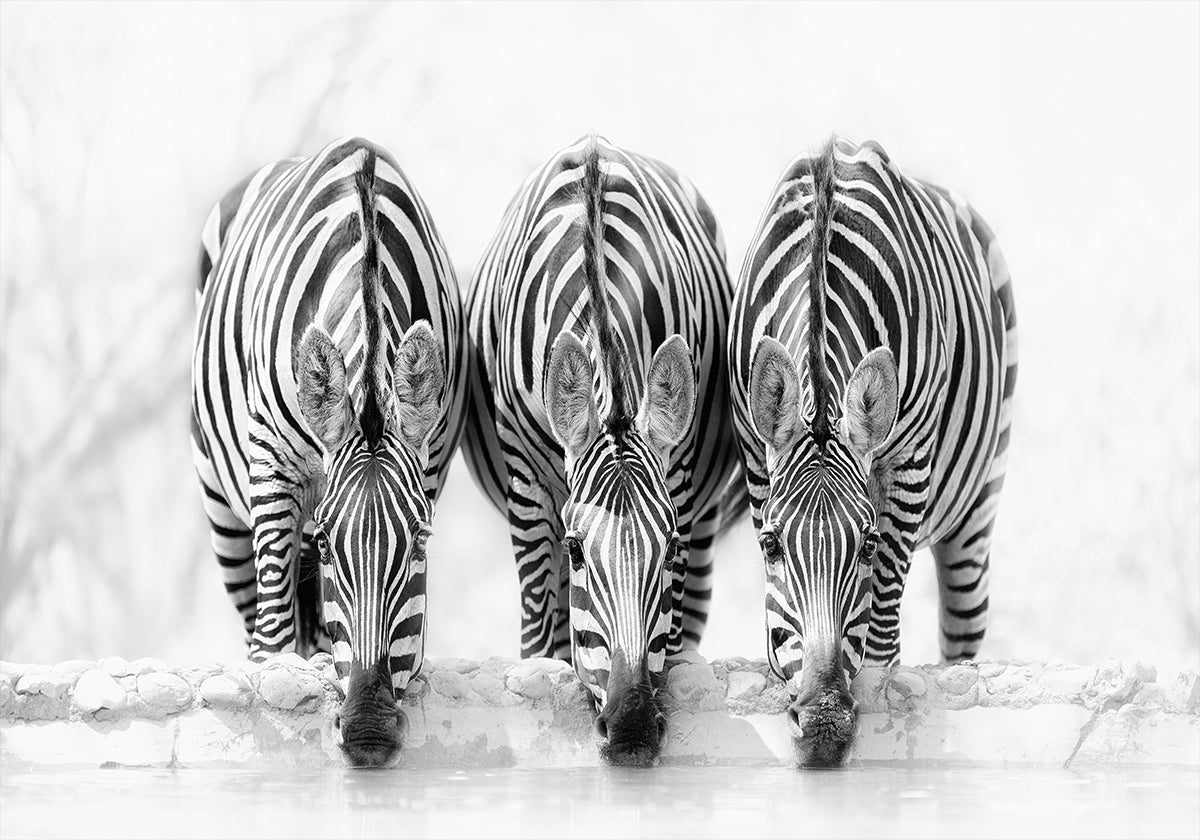 Pôster da Zebra