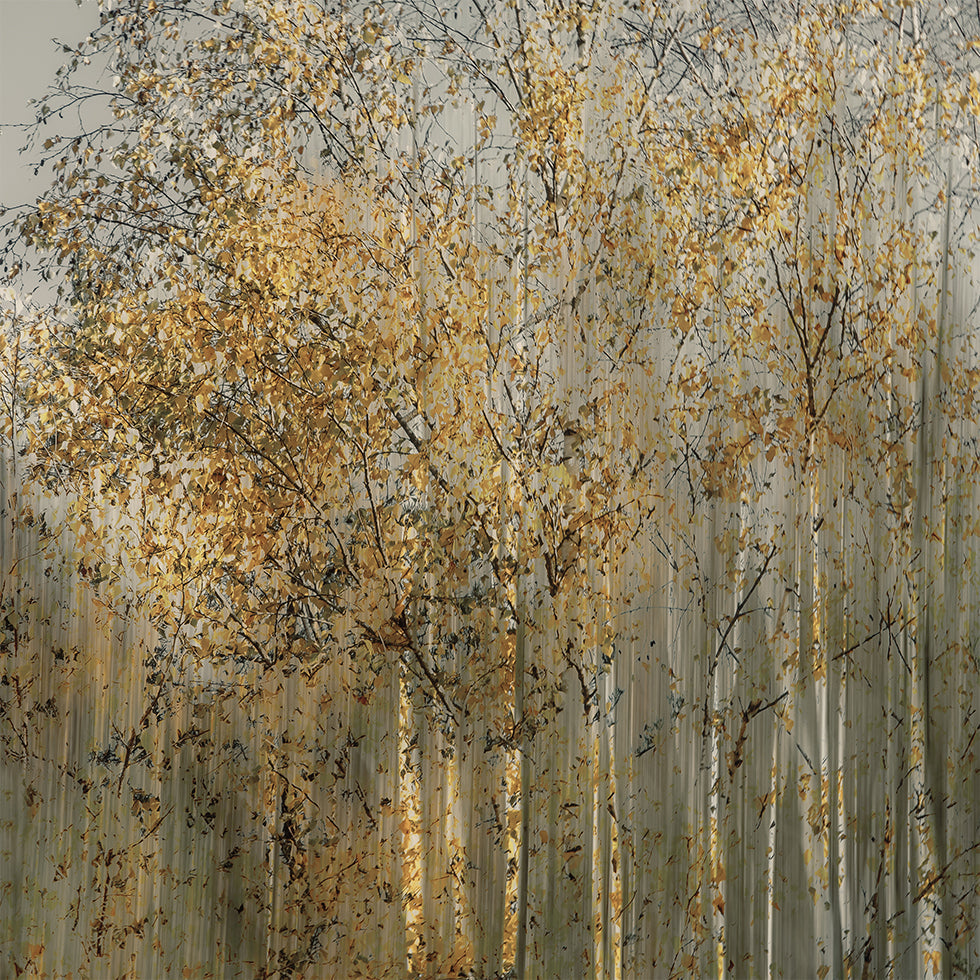 Póster Birch