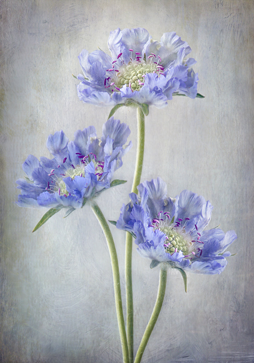 Póster Scabiosa