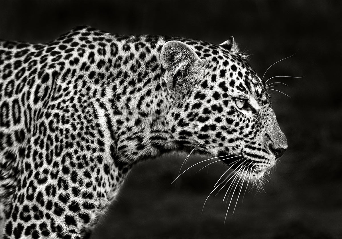 Poster Close-up do leopardo
