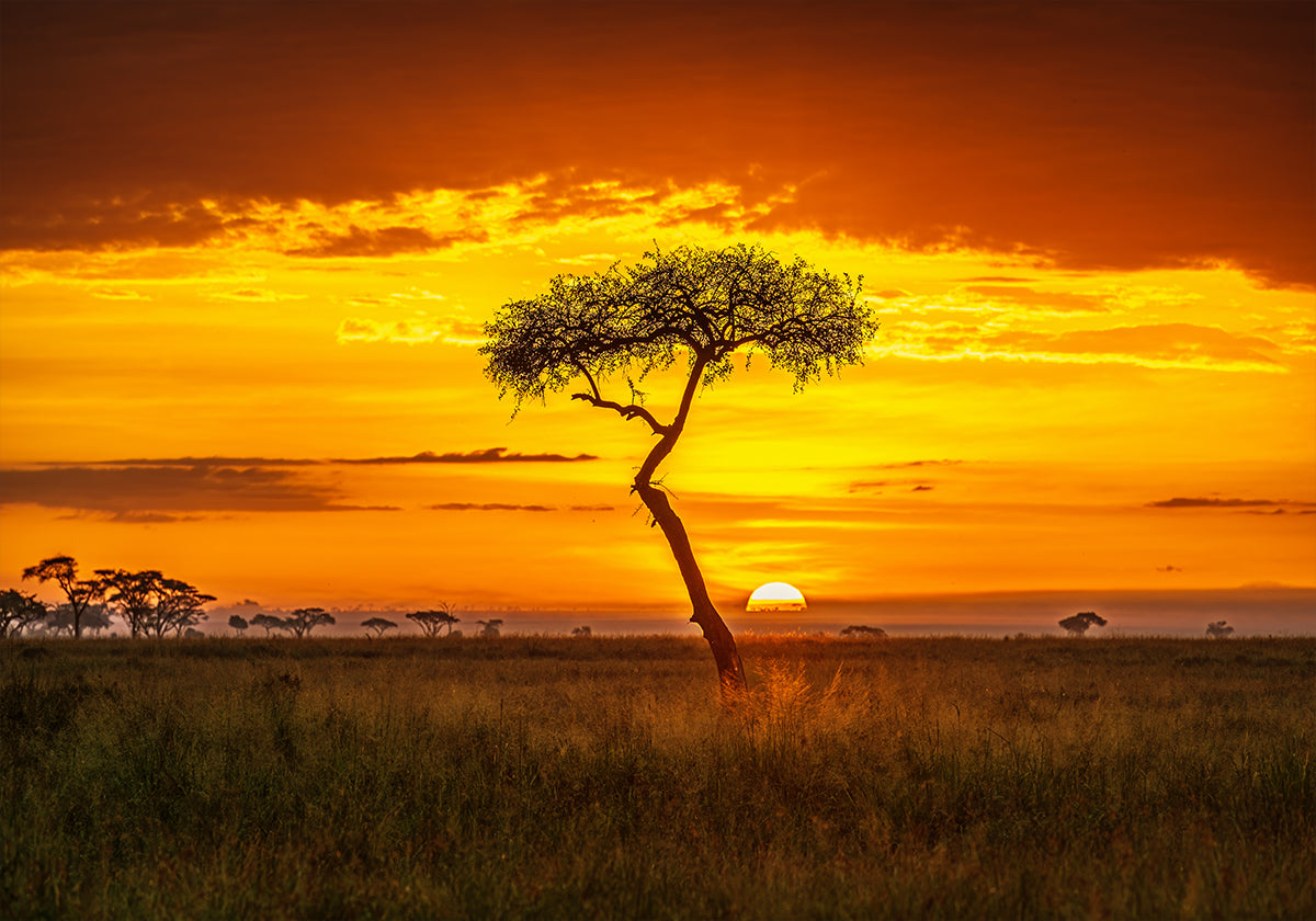 Póster África Primordial