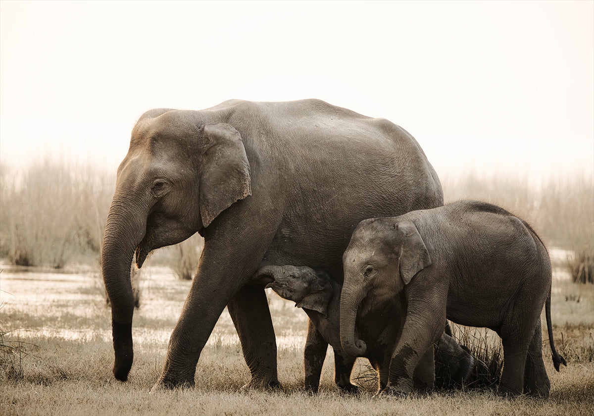 Póster retrato de família