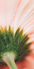 Uma vista de perto de uma delicada pétala de flor rosa, com gotas de água brilhando em sua superfície.