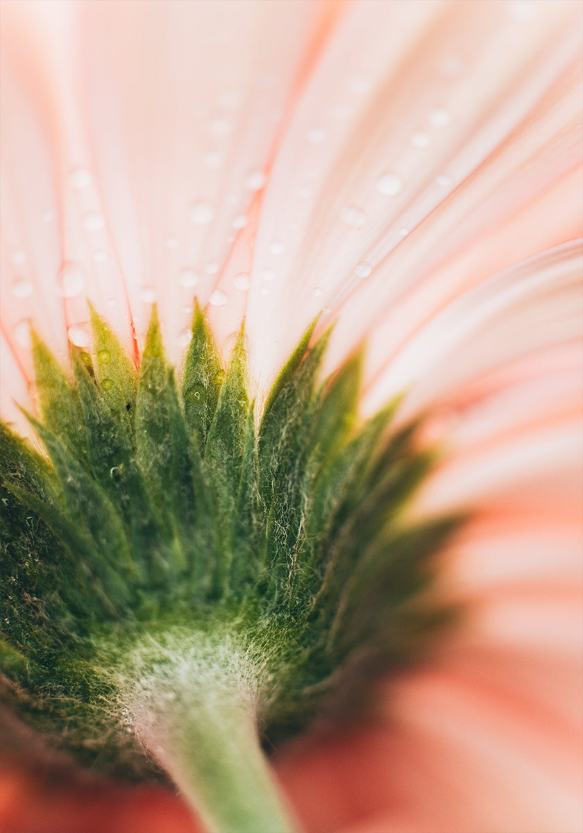 Uma vista de perto de uma delicada pétala de flor rosa, com gotas de água brilhando em sua superfície.