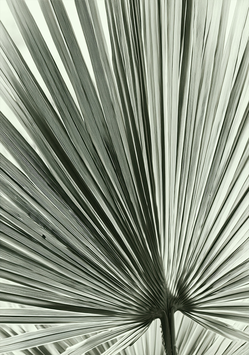 Palm Leaf (NEW) - Posterbox