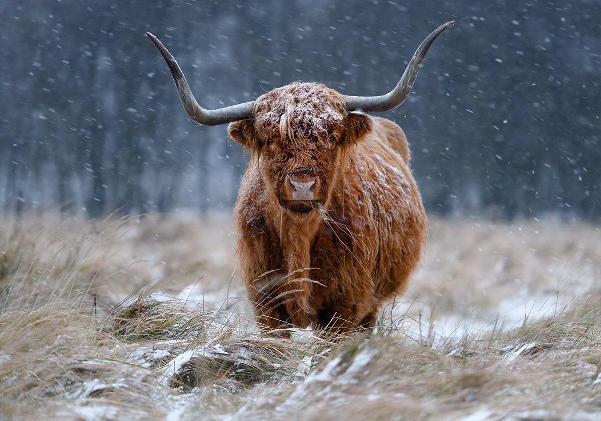 Vaca das montanhas nevadas