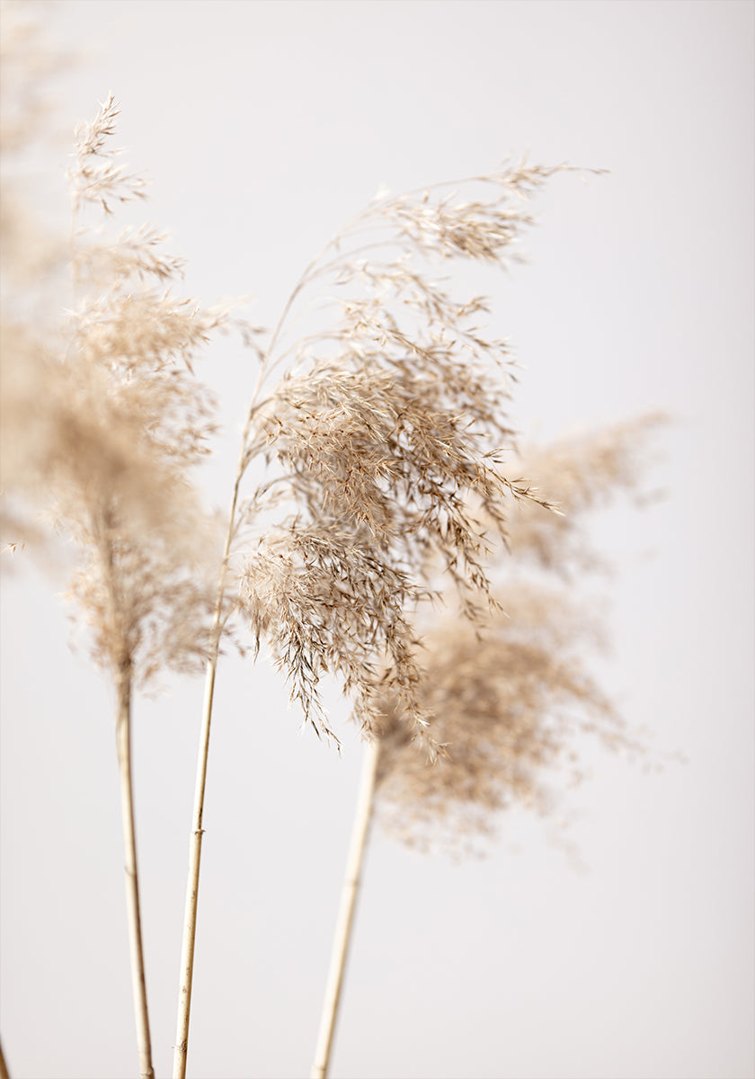 Póster Reed Grass Grey 09