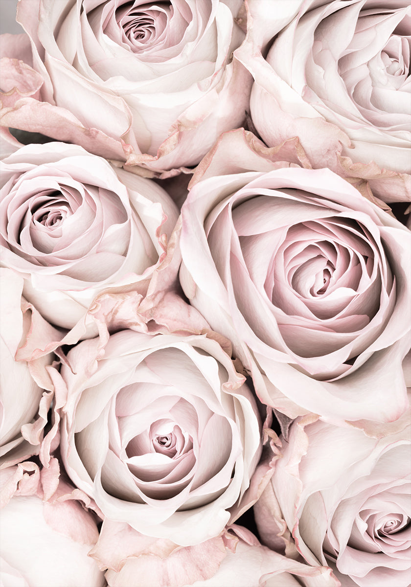 Rosas cor de rosa nº 01