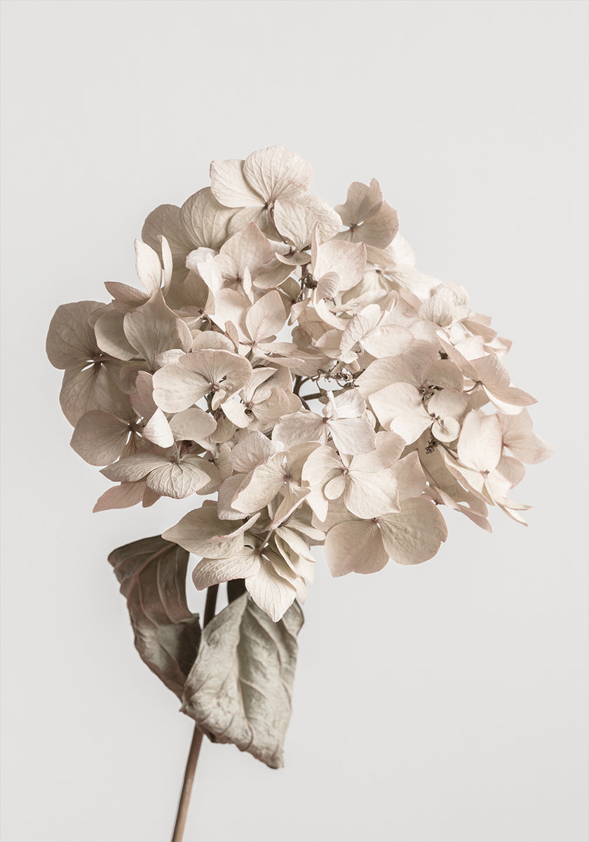 Póster Flor seca bege