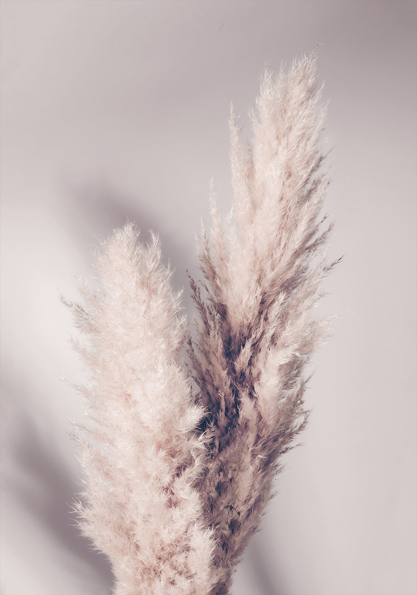 Grama dos Pampas