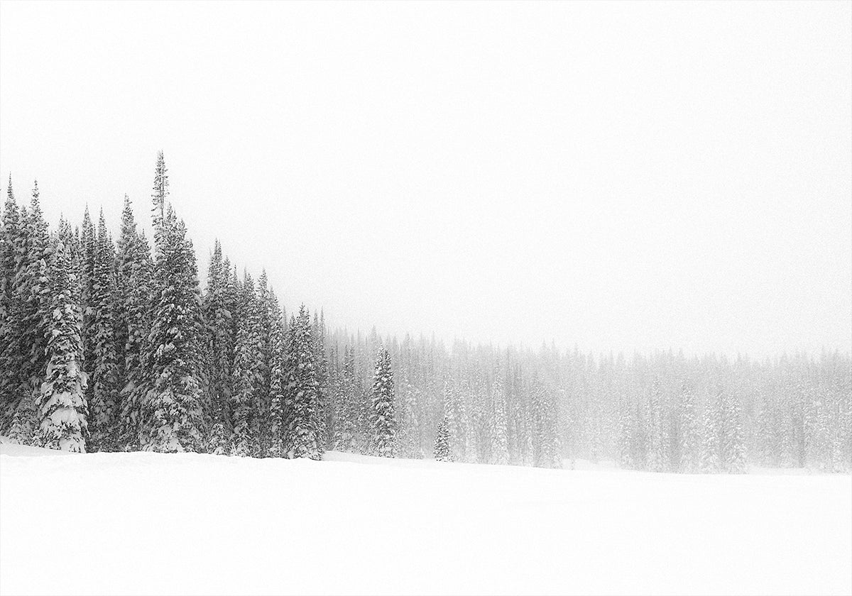 Pôster Floresta para as árvores
