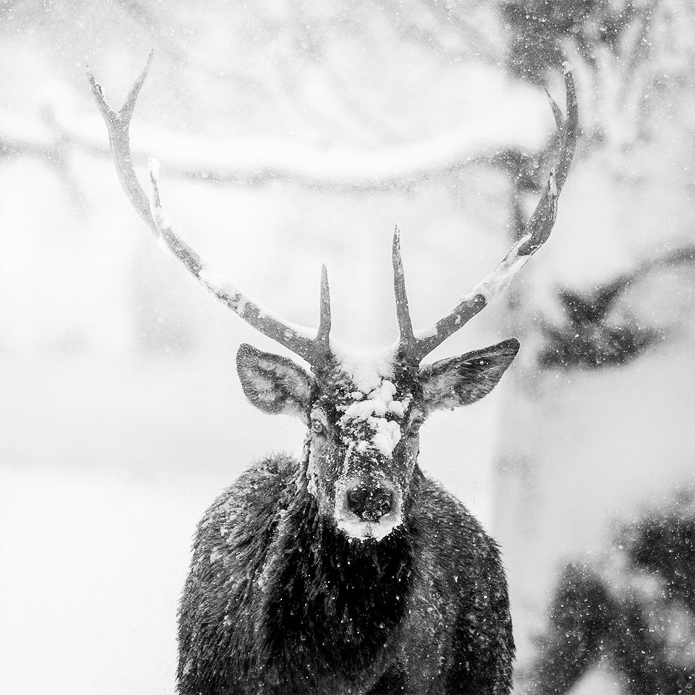 Male deer in heavy snow Plakater