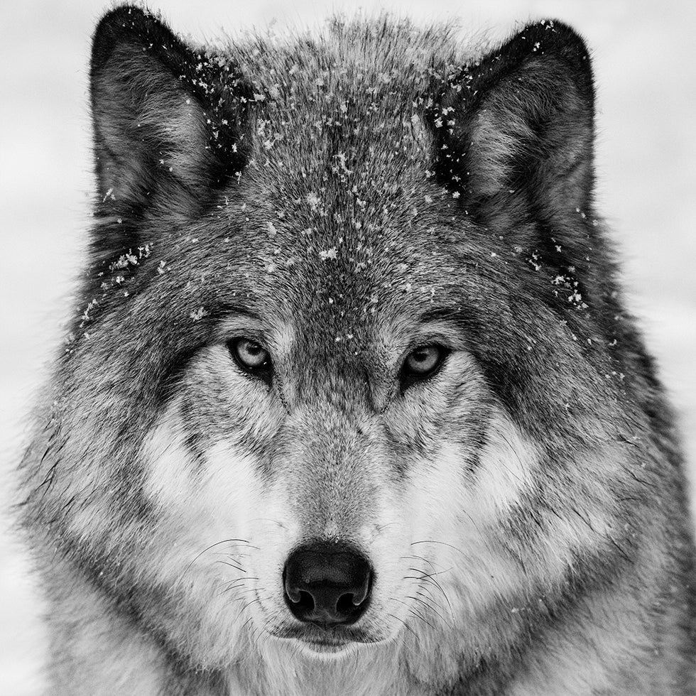 Wolf Portrait Plakater