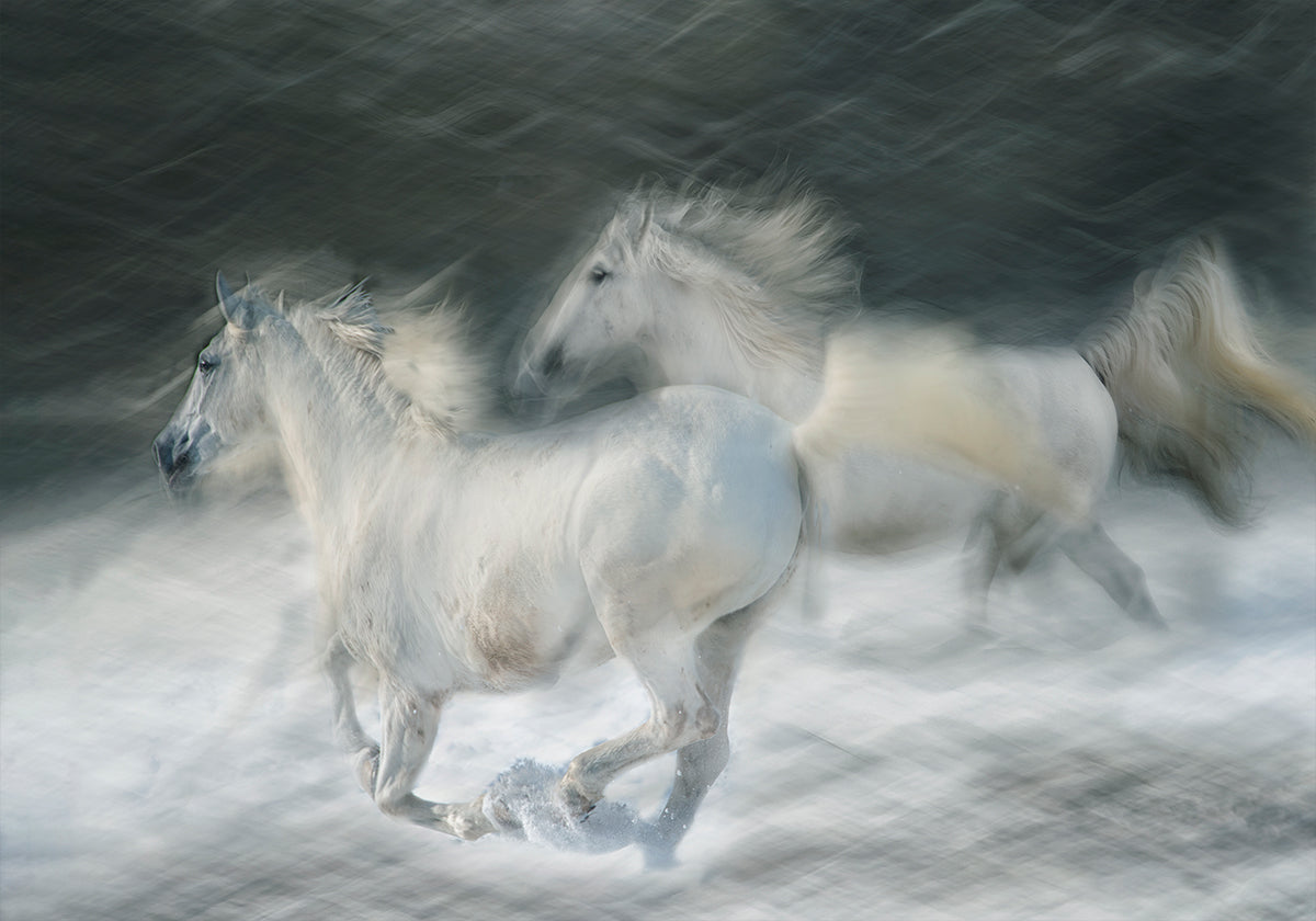 Póster galope em um duelo