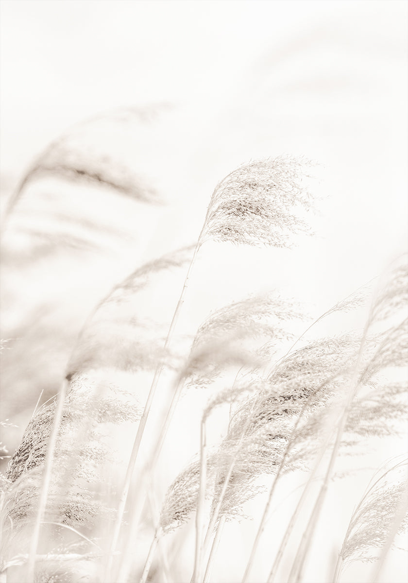 Pôster REED