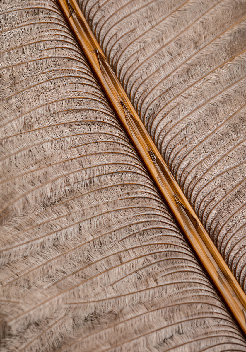 Pôster Feather_007