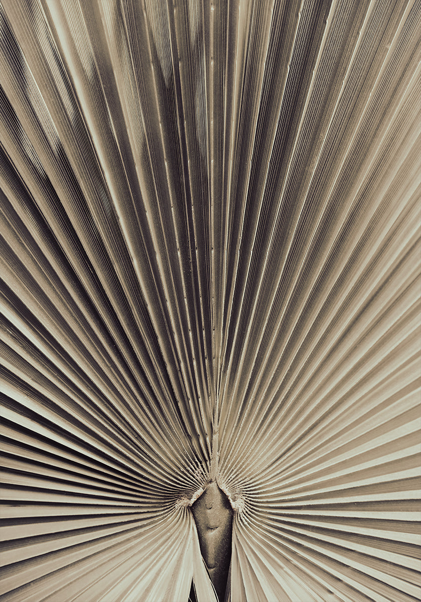 Folha de palmeira_001