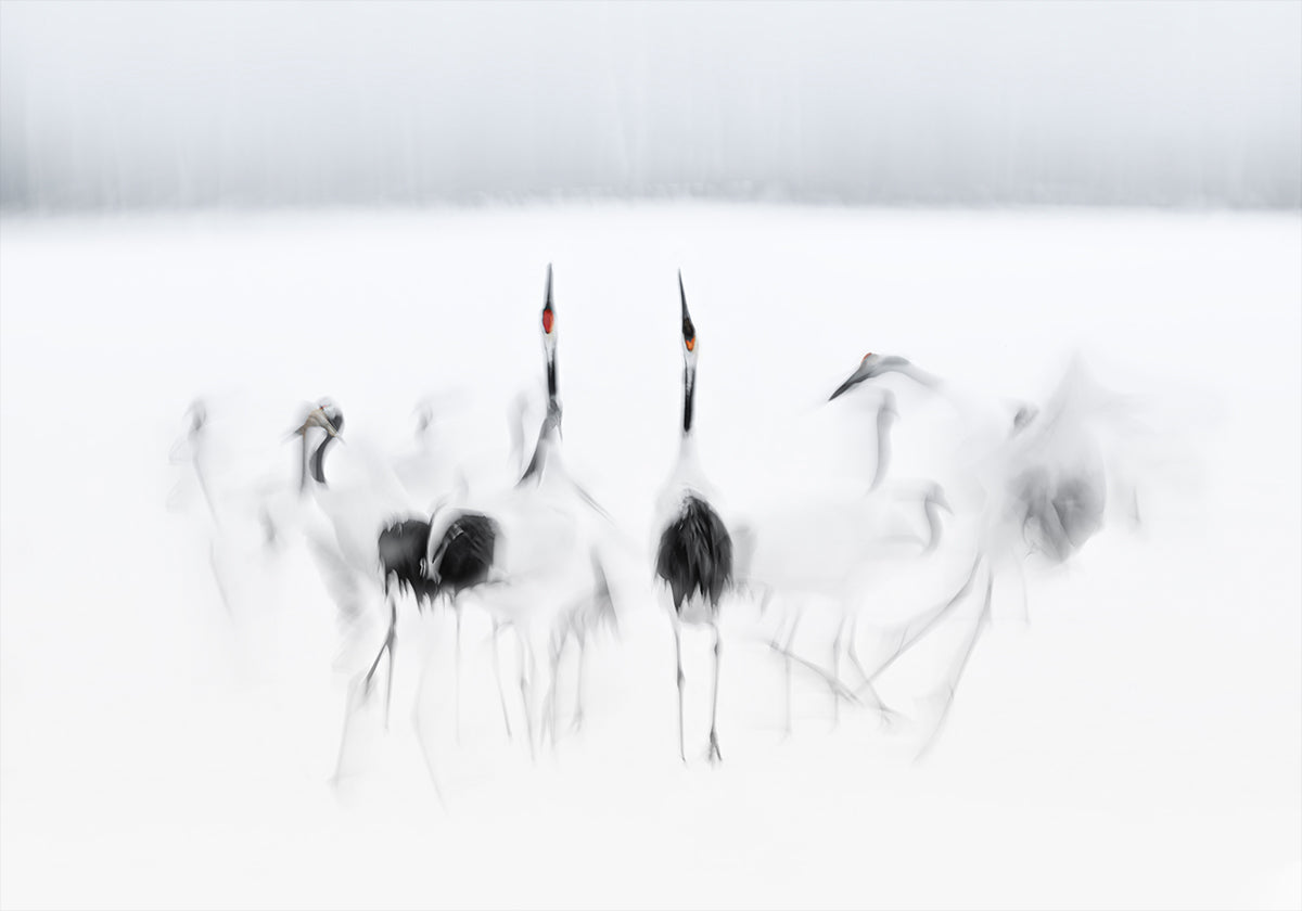 Póster Ballet caligráfico