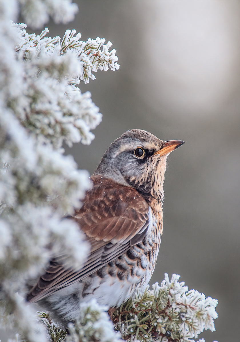 Póster Fieldfare em um cenário de inverno