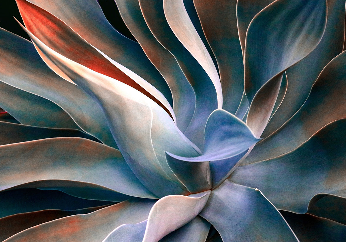 Póster As cores nas folhas